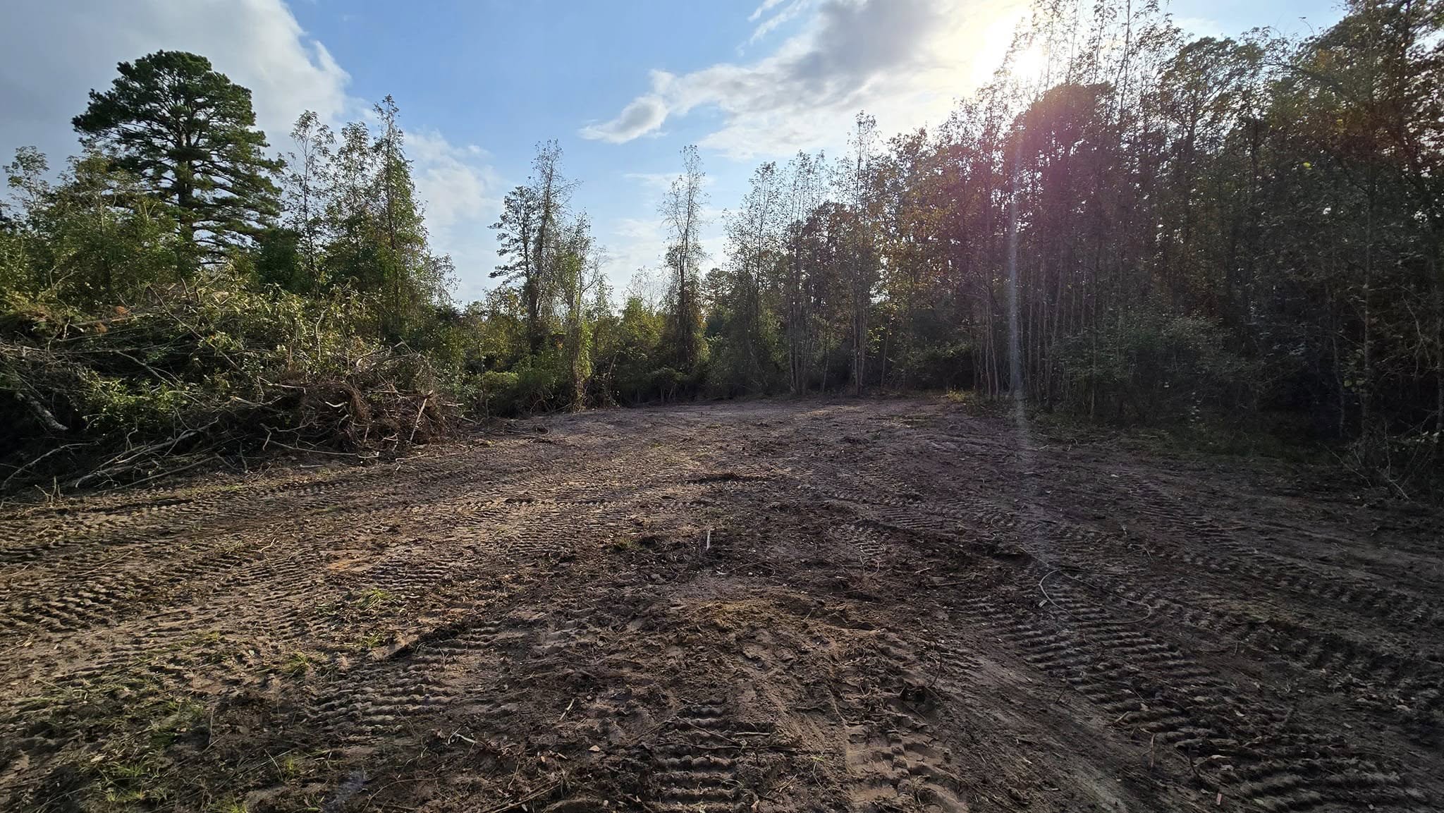 [PLACEHOLDER: tree branches being pruned in early spring]